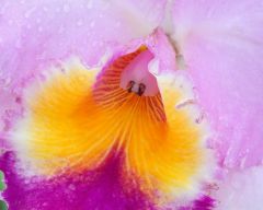 Tapeta Nature Flowers 661.jpg